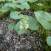 두루미꽃(Maianthemum bifolium (L.) F.W.Schmidt) : habal