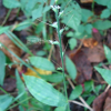 애기주름조개풀(Oplismenus undulatifolius (Ard.) P.Beauv. var. microphyllus (Honda) Ohwi) : 청암