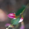 조록싸리(Lespedeza maximowiczii C.K.Schneid.) : 꽃마리