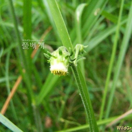 천일담배풀(Carpesium glossophyllum Maxim.) : 들국화