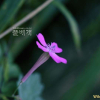 끈끈이대나물(Silene armeria L.) : 청암