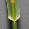 왕미꾸리광이(Glyceria leptolepis Ohwi) : 도리뫼