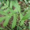 처녀바디(Angelica cartilaginomarginata (Makino ex Y.Yabe) Nakai) : 봄까치꽃