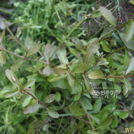 미국외풀(Lindernia dubia (L.) Pennell) : 고들빼기