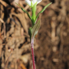 숲개별꽃(Pseudostellaria setulosa Ohwi) : 통통배