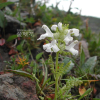 구름송이풀(Pedicularis verticillata L.) : 벼루