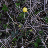 개구리갓(Ranunculus ternatus Thunb.) : 통통배