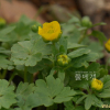 개구리갓(Ranunculus ternatus Thunb.) : 무심거사