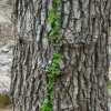 푼지나무(Celastrus flagellaris Rupr.) : 바지랑대