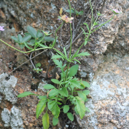 구름체꽃(Scabiosa tschiliensis f. alpina (Nakai) W.T.Lee) : 무심거사