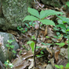 천남성(Arisaema amurense Maxim. f. serratum (Nakai) Kitag.) : 도리뫼
