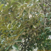 모밀잣밤나무(Castanopsis cuspidata (Thunb.) Schottky) : 여울목