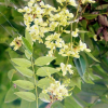 회화나무(Sophora japonica L.) : 晴嵐