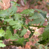 큰구와꼬리풀(Pseudolysimachion pyrethrinum (Nakai) T.Yamaz.) : 무심거사
