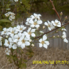 조팝나무(Spiraea prunifolia Siebold & Zucc. f. simpliciflora Nakai) : 현촌