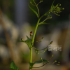 섬현삼(Scrophularia takesimensis Nakai) : 노루발