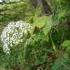고본(Angelica tenuissima Nakai) : 청암