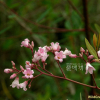 개정향풀(Apocynum lancifolium Russanov) : 꽃사랑