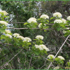 갈기조팝나무(Spiraea trichocarpa Nakai) : 청암