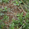 꿩의밥(Luzula capitata (Miq.) Miq.) : 김삿갓
