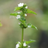 아욱(Malva verticillata L.) : 꽃마리