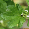 아욱(Malva verticillata L.) : 꽃마리
