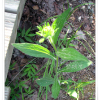 천일담배풀(Carpesium glossophyllum Maxim.) : 무심거사