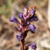 백양더부살이(Orobanche filicicola Nakai ex Hyun) : 산들꽃