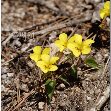 노랑제비꽃(Viola orientalis (Maxim.) W.Becker) : 지노