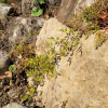 실고사리(Lygodium japonicum (Thunb.) Sw.) : 봄까치꽃