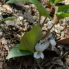 태백제비꽃(Viola albida Palib.) : 까치박달