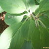 털갈매나무(Rhamnus koraiensis C.K.Schneid.) : 봄까치꽃