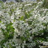조팝나무(Spiraea prunifolia Siebold & Zucc. f. simpliciflora Nakai) : dongnam