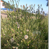 실망초(Erigeron bonariensis L.) : 무심거사