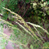 산잠자리피(Trisetum spicatum (L.) K.Richt.) : 별꽃