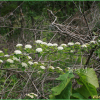 갈기조팝나무(Spiraea trichocarpa Nakai) : 추풍