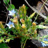 구슬붕이(Gentiana squarrosa Ledeb.) : 벼루