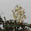 팔손이(Fatsia japonica (Thunb.) Decne. & Planch.) : 추풍