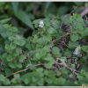 만삼(Codonopsis pilosula (Franch.) Nannf.) : 추풍