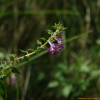 알며느리밥풀(Melampyrum roseum var. ovalifolium Nakai ex Beauverd) : 산들꽃