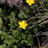 바위미나리아재비(Ranunculus crucilobus H.Lev.) : 벼루