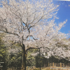 제주왕벚나무(Prunus × nudiflora (Koehne) Koidz.) : 산들꽃