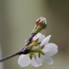 제주왕벚나무(Prunus × nudiflora (Koehne) Koidz.) : 산들꽃