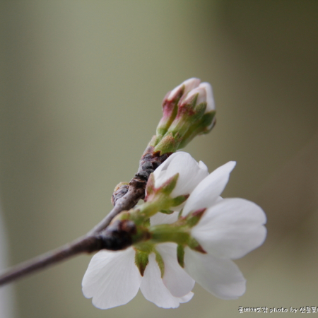 제주왕벚나무(Prunus × nudiflora (Koehne) Koidz.) : 산들꽃