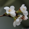 제주왕벚나무(Prunus × nudiflora (Koehne) Koidz.) : 산들꽃