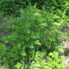 참쑥(Artemisia codonocephala Diels) : 설뫼