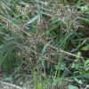 드렁방동사니(Pycreus flavidus (Retz.) T.Koyama) : 들국화