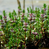 갯봄맞이(Lysimachia maritima (L.) Galasso & Banfi & Soldano var. obtusifolia (Fernald) Yonek.) : 바지랑대