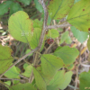 털갈매나무(Rhamnus koraiensis C.K.Schneid.) : 봄까치꽃