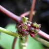 병풀(Centella asiatica (L.) Urb.) : 오솔